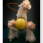 Mice-Circus.png