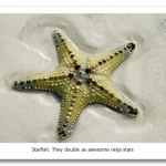 starfish_sea_star.png