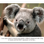 Koala.png