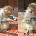 Monkey-mobile-phon_1404058i-8×6.jpg