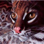 margay_cat___bic_ballpoint_pen_by_vianaarts-d4nafol-8×6.jpg