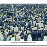 penguins-795082.png