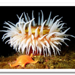 colorful01-sea-anemone_17425_600x450.png