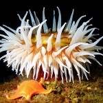 colorful01-sea-anemone_17425_600x450-8×6.jpg