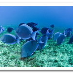 colorful02-blue-tang_17426_600x450.png