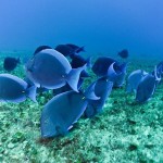 colorful02-blue-tang_17426_600x450-8×6.jpg