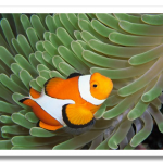 colorful03-clownfish_17427_600x450.png