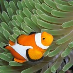 colorful03-clownfish_17427_600x450-8×6.jpg