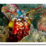 colorful04-peacock-mantis-shrimp_17428_600x450.png