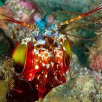 colorful04-peacock-mantis-shrimp_17428_600x450-8×6.jpg