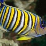 colorful05-regal-angelfish_17429_600x450.jpg