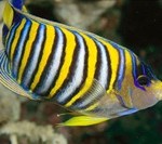 colorful05-regal-angelfish_17429_600x450_thumb.jpg