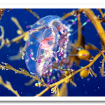 colorful06-flower-hat-jellyfish_17430_600x450.png