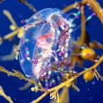 colorful06-flower-hat-jellyfish_17430_600x450-8×6.jpg