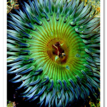 colorful07-sea-anemone_17431_600x450.png