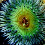 colorful07-sea-anemone_17431_600x450-8×6.jpg