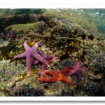 colorful08-purple-sea-star_17432_600x450.png