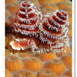 colorful09-christmas-tree-worms_17433_600x450.png