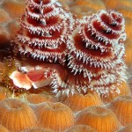 colorful09-christmas-tree-worms_17433_600x450-8×6.jpg