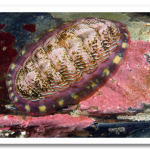 colorful10-lined-chiton_17435_600x450.png