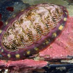 colorful10-lined-chiton_17435_600x450-8×6.jpg