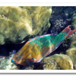 colorful11-rainbow-parrot-fish_17436_600x450.png