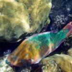 colorful11-rainbow-parrot-fish_17436_600x450-8×6.jpg