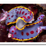 colorful12-hyselodoris-bennetti-nudibranchs_17437_600x450.png