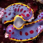 colorful12-hyselodoris-bennetti-nudibranchs_17437_600x450-8×6.jpg