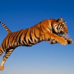 Free-Download-Tiger-Theme-for-Windows-7-Tiger-Attacking.jpg