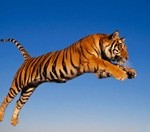 Free-Download-Tiger-Theme-for-Windows-7-Tiger-Attacking_thumb.jpg