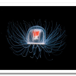 immortal-jellyfish-turritopsis-nutricula-1.png