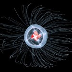 immortal-jellyfish-turritopsis-nutricula-4.jpg