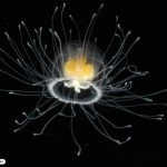 immortal_jellyfish-8×6.jpg