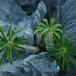 07-drought-plants-714-8×6.jpg