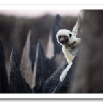 18-lemur-spot-714.png