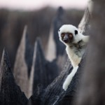 18-lemur-spot-714-8×6.jpg