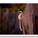 Madagascar_15.png