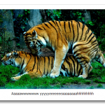 Siberian-Tigers-Mating-9.png