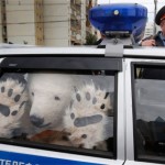 bear-in-car_2494625k-8×6.jpg