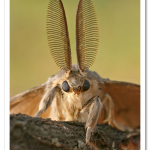moth-antennae_2494672k.png
