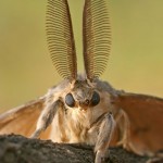 moth-antennae_2494672k-8×6.jpg