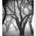 trees-mist_2494626k.png