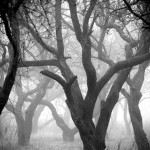 trees-mist_2494626k-8×6.jpg