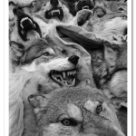 wolves-snarling_2494583k.png