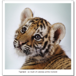 19-baby-tiger.png