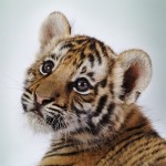 19-baby-tiger-8×6.jpg