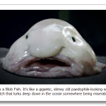 Blob-Fish.png