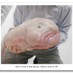 Blob-Fish2.png