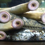 Lamprey-8×6.jpg